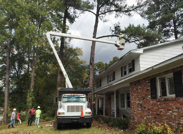 Best Leaf Removal  in Canton, MS