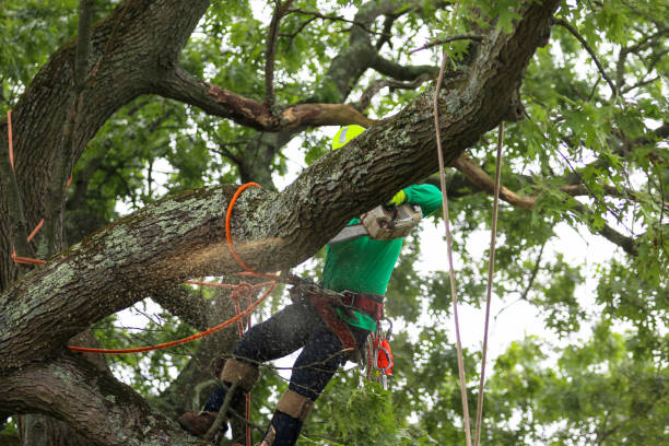 How Our Tree Care Process Works  in  Canton, MS