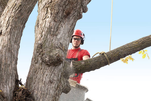 Best Root Management and Removal  in Canton, MS